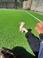 chien-male-caniche-bichon-nain-de-3-mois-kolea-tipaza-algerie