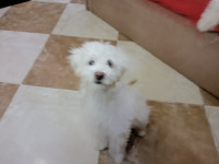 chien-caniche-bichon-maltais-et-frise-de-race-pure-kolea-tipaza-algerie