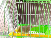 oiseau-canari-satine-jaune-avec-cage-birtouta-alger-algerie