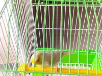 Canari satiné jaune avec cage