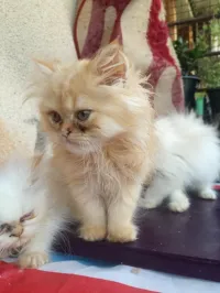 Chats Persan 