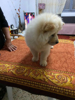 chien-chow-annaba-algerie