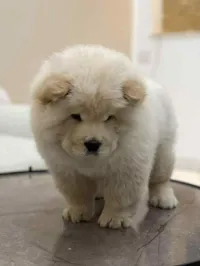 Chow Chow 