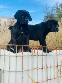 chien-chiots-cane-corso-annaba-algerie