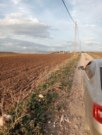 terrain-agricole-vente-mila-chelghoum-laid-algerie