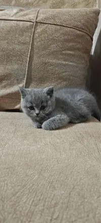 Chat British 