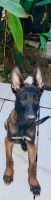 Chien malinois 3 mois