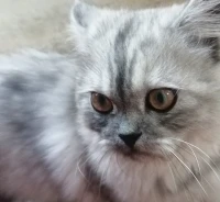 Chat persan chinchilla
