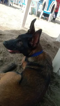 Chien malinois charbonné avendre 