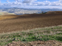 terrain-vente-medea-algerie