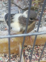 oiseau-كناري-للبيع-bachdjerrah-alger-algerie