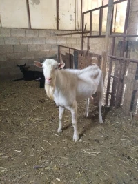Bouc sanen