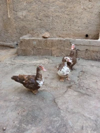 بيع بط بربري