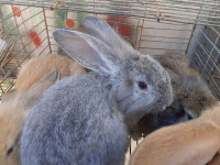 حيوانات-المزرعة-بيع-ارانب-السويدانية-الجزائر