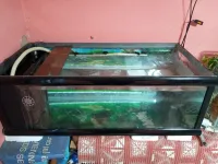 Table d'aquarium