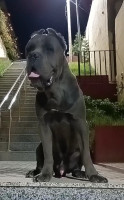 chien-cane-corso-a-vendre-el-mouradia-alger-algerie