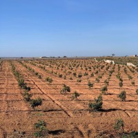 أرض-فلاحية-بيع-المغير-جامعة-الجزائر