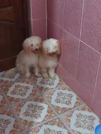 Caniche bichon nain 