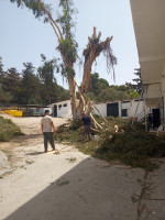 nettoyage-jardinage-et-des-espaces-verts-alger-centre-algerie