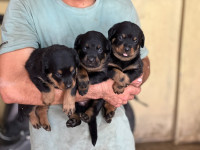 chien-rottweiler-serbie-blida-algerie