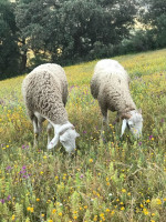 animaux-de-ferme-خرفان-mouton-كباش-tizi-nthlata-ouzou-algerie