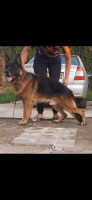 chien-mal-berger-allemand-pedigree-hussein-dey-alger-algerie