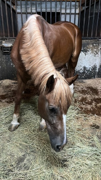 equitation-jument-anglo-arabe-de-8ans-a-vendre-ain-benian-alger-algerie