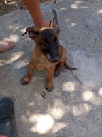 chien-vente-de-petit-malinois-charbonne-irdjen-tizi-ouzou-algerie