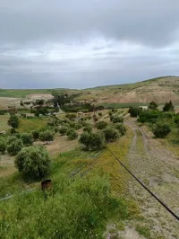 Vente Terrain Agricole Aïn Témouchent Ain kihal