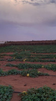 terrain-agricole-vente-ouargla-ngoussa-algerie