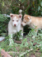 autre-husky-siberien-souk-el-thenine-bejaia-algerie