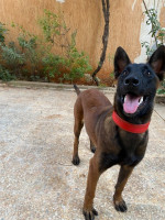 chien-berger-malinois-femmelle-algerie