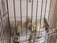 كوبلا كالوبسيت مدريسيا و ربعة فروخا تعهم