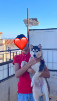 chien-husky-femelle-de-6-mois-prix-mlyoun-ou-nas-alger-centre-algerie