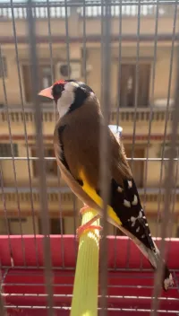 Chardonneret maknin 2 ans