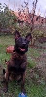 chien-malinois-dresse-meftah-blida-algerie