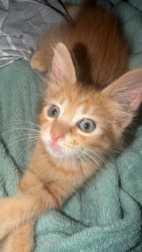 chats-chatons-a-donner-khraissia-alger-algerie