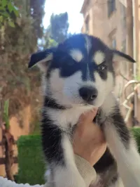 Husky malamute poil long هاسكي