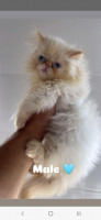 chat-disponible-male-bon-prix-bouzareah-alger-algerie