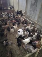 farm-animals-poussins-de-differentes-races-فلوس-سلالات-مختلطة-tizi-ouzou-algeria