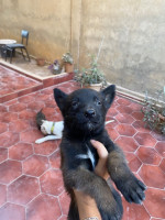 chien-malinois-chiots-draria-alger-algerie