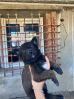 chien-malinois-chiots-pure-race-draria-alger-algerie