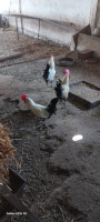 animaux-de-ferme-دجاج-فيومي-coq-fayoumi-kheireddine-mostaganem-algerie