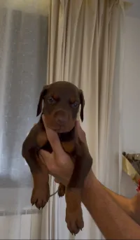 Femmala Doberman dsp