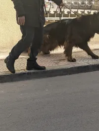 Bergie allemand royal