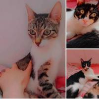 chat-pour-adoption-alger-centre-algerie