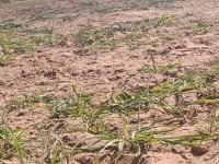 terrain-agricole-vente-djelfa-benhar-algerie