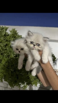 Chatton persan