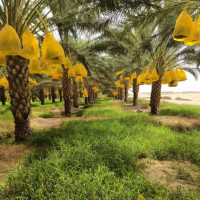 terrain-agricole-vente-biskra-el-ghrous-algerie