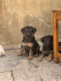 Chiot berger allemand age 45 jr 